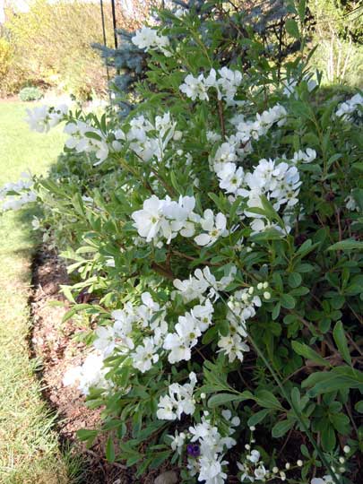 white shrub
